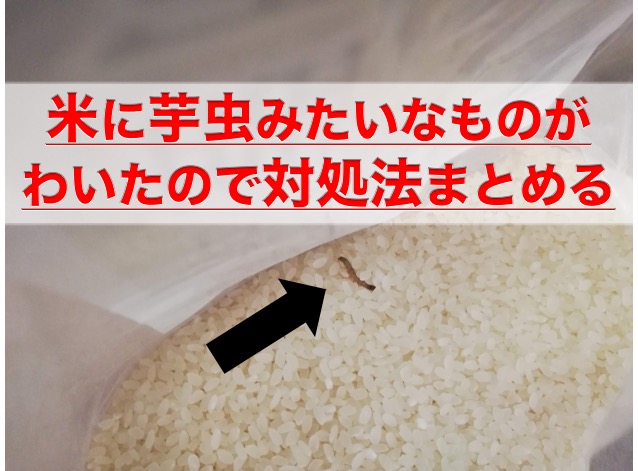 米に芋虫みたいなものがわいたので対処法まとめる 凡人神のヨノナカシラベ